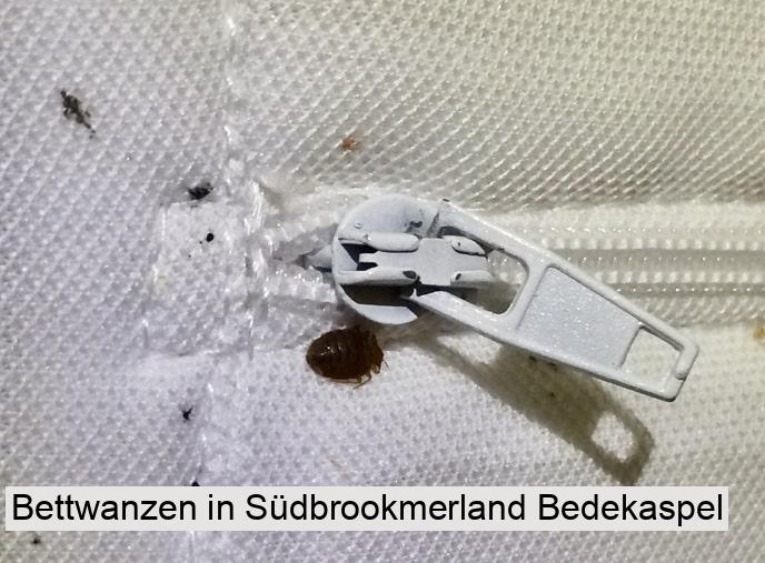 Bettwanzen in Südbrookmerland Bedekaspel